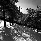 Light in the Lavizan,نور در لویزان