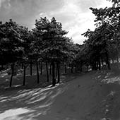 Lavizan Forest Park,پارک جنگلی لویزان