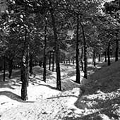 Lavizan and pine trees