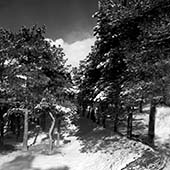 After snow in Lavizan,بعد از برف در لویزان