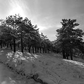 Sunlight in Lavizan trees,خورشید در درختان لویزان