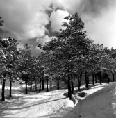 Lavizan trees,درختان لویزان
