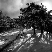 Lavizan forest park and Pine tree