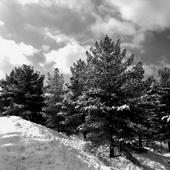 Lavizan forest park after snowing