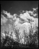 Lavizan forest park at Spring