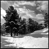 Winter day in Lavizan Forest Park