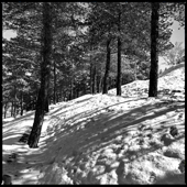 Pine trees on a snowy day in Lavizan Forest Park