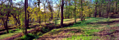 Fall in Lavizan park