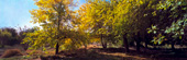 Golden autumn in the Lavizan Forest Park