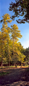 Lavizan Forest Park and golden autumn