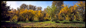 Autumn yellow colors in the Lavizan Forest Park