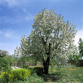 Karaj with beautiful blossoms