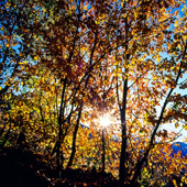 Golden Sun in Lavizan Forest Park