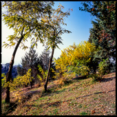The arrival of autumn in Lavizan forest park