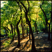 Back light for the trees of Lavizan Forest Park